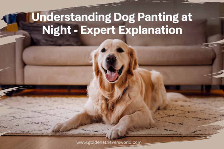 Understanding Dog Panting at Night – Expert Explanation