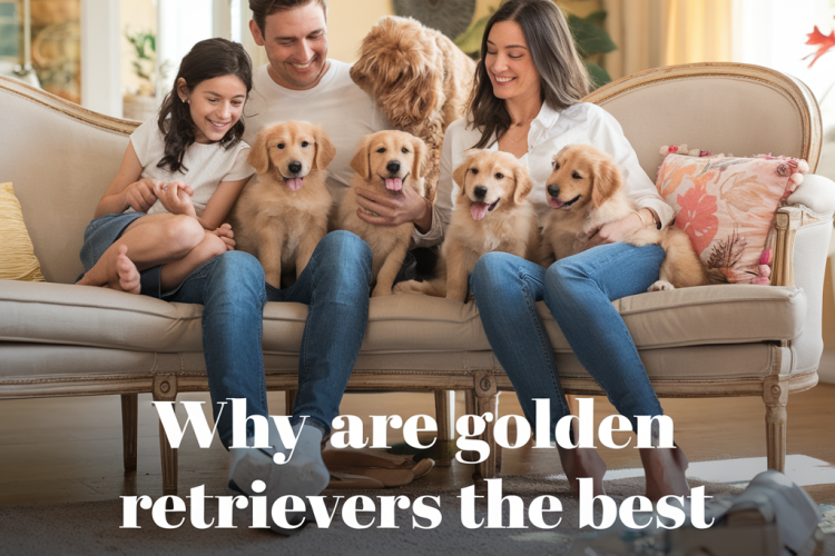 Why are Golden Retrievers the Best Family Dogs? Your Ultimate Guide