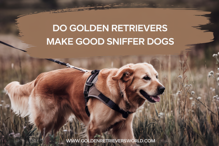 Golden Retrievers as Sniffer Dogs in the Law Enforcement – Can They Work?