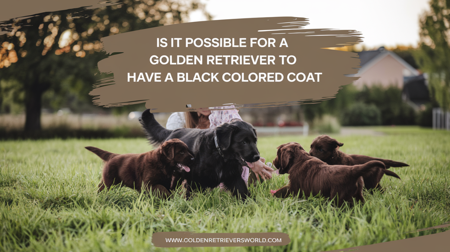 Is It Possible For A Golden Retriever To Have A Black Colored Coat