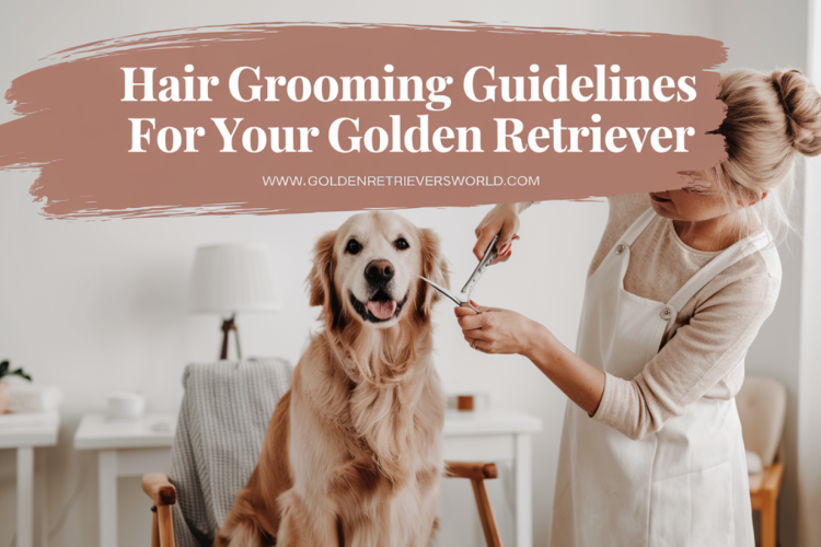 Hair Grooming Guidelines for Your Golden Retriever